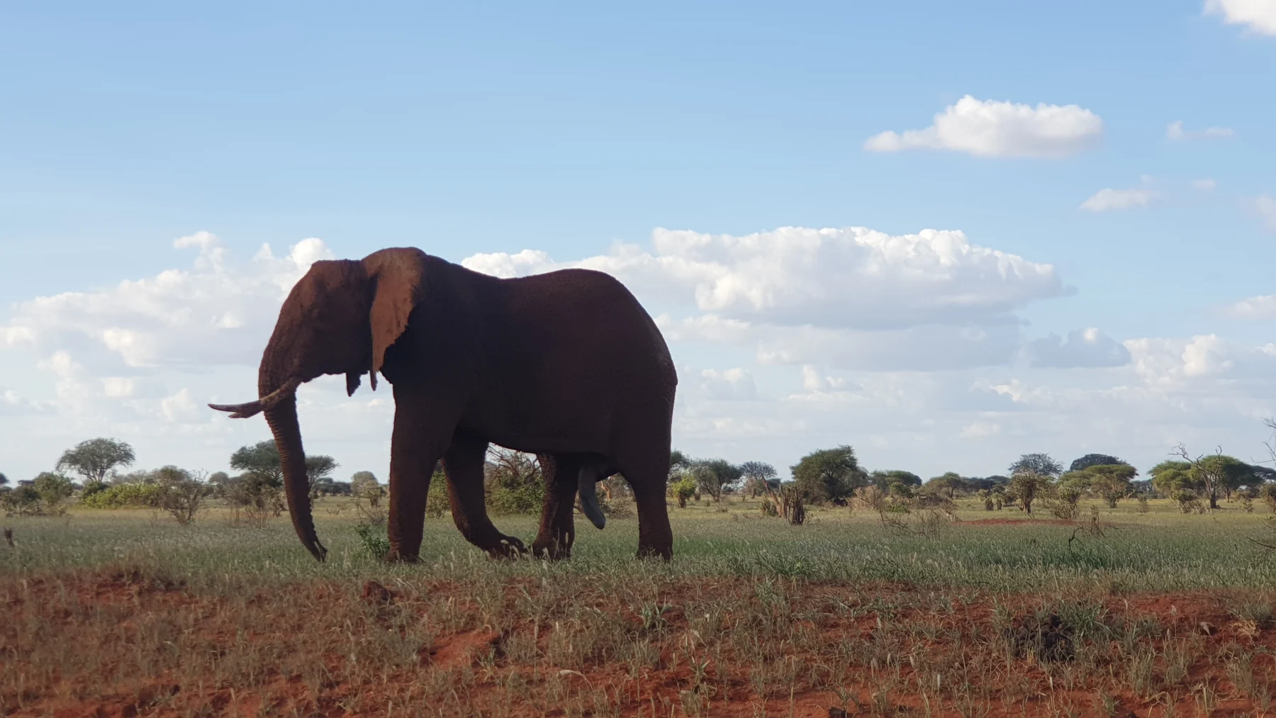 An elephant on reddish ground with scrub behind it in Tsavo East