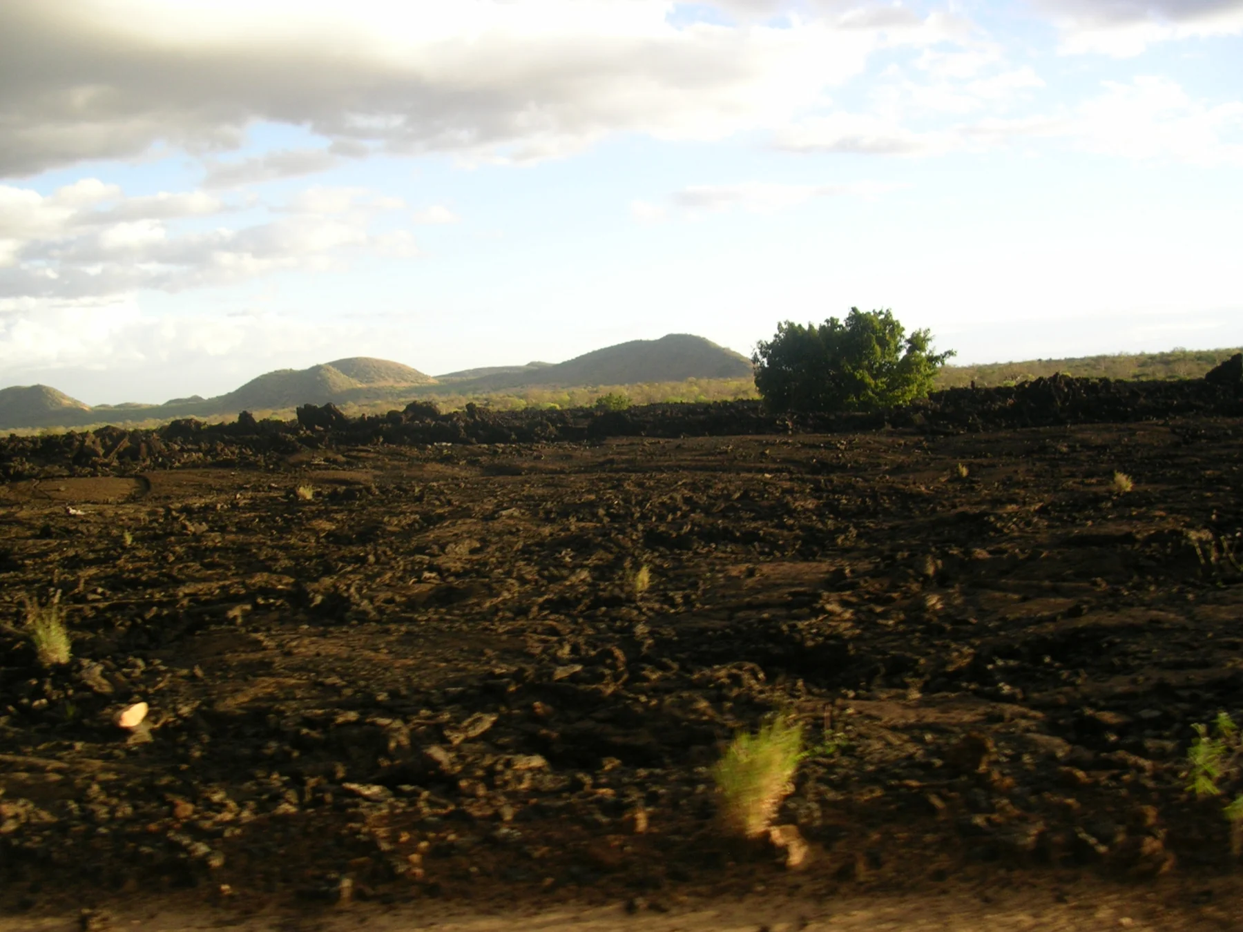 Low vegetation and rock across the Shetani lava landscape