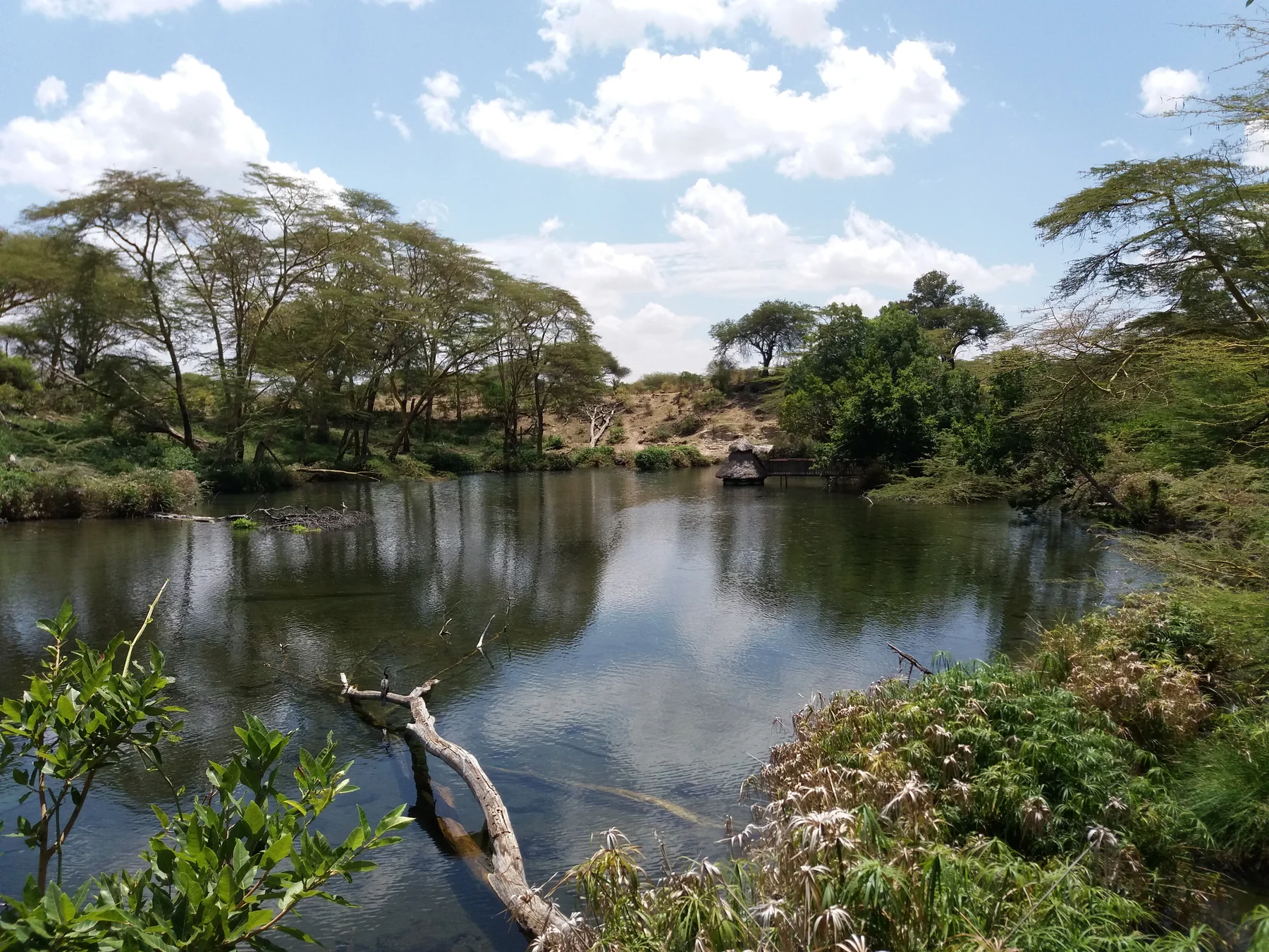 Tree-lined spring water at Mzima Springs in Tsavo West